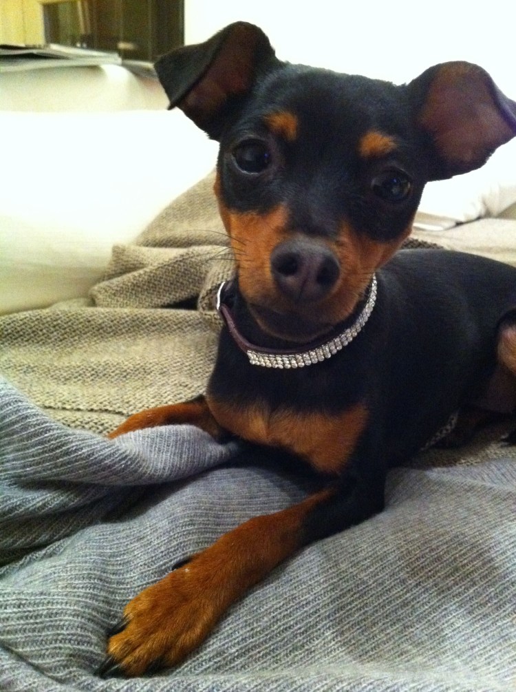 Цвергпинчер Крысолов