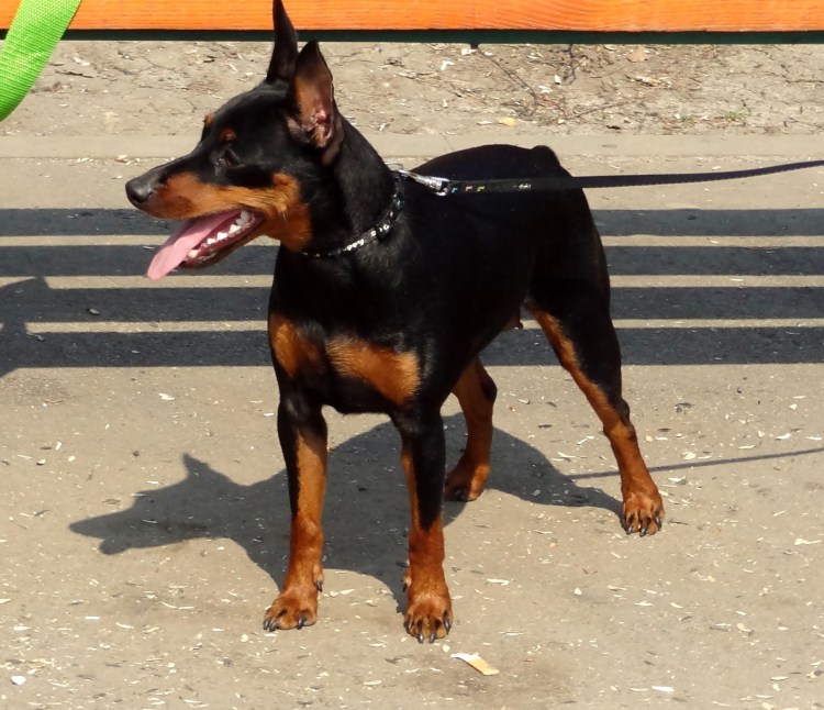Мини Доберман-пинчер