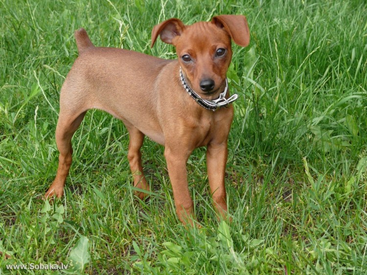 Тигровый пинчер