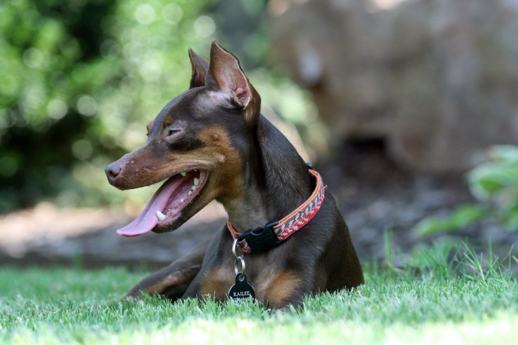 Пинчер Цвергпинчер