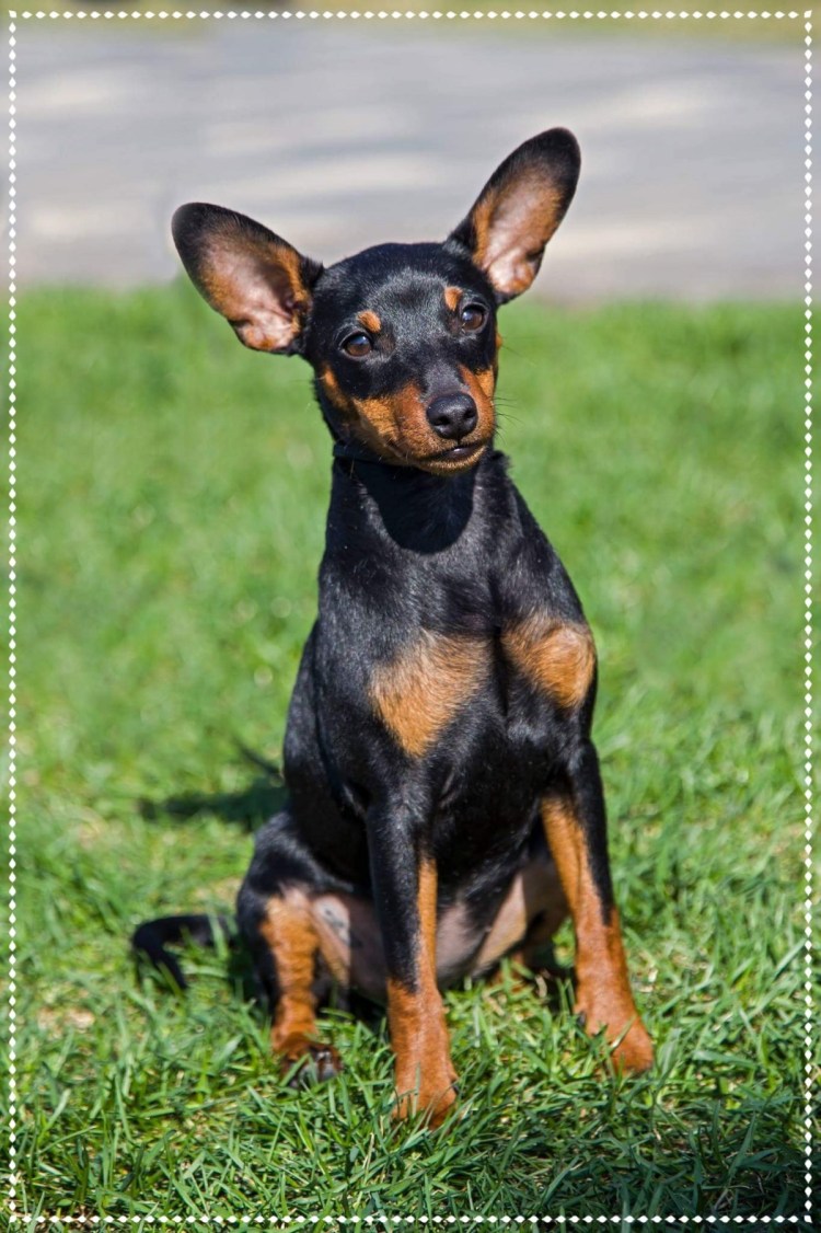 Карликовый пинчер