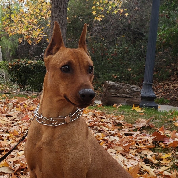 Цвергпинчер карликовый Доберман