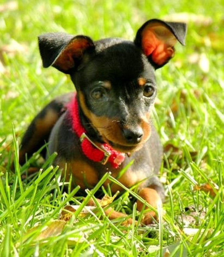 Карликовый пинчер