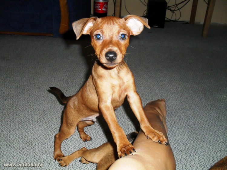 Карликовый терьер