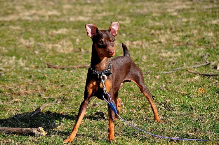 Доберман-пинчер карликовый