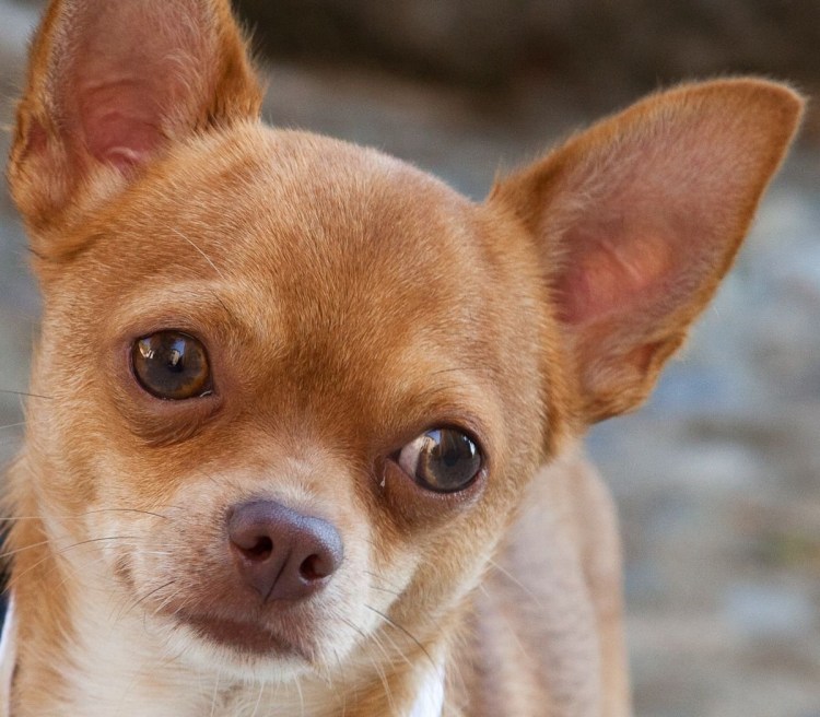 Собачка с выпученными глазами