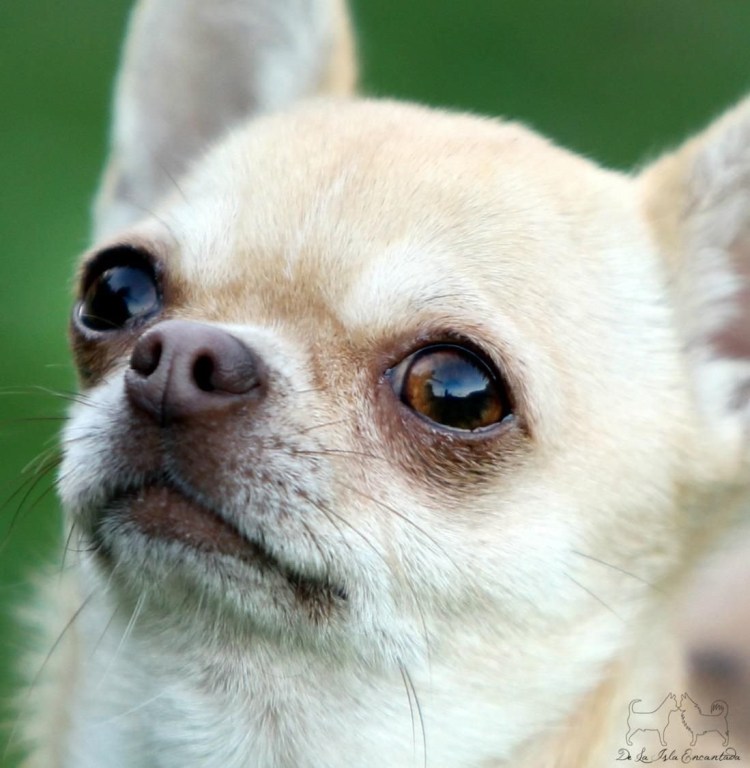 Порода Чивава