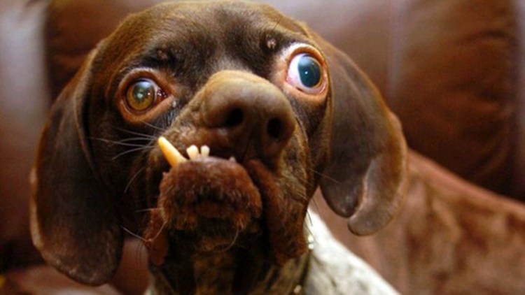 Собачки породы чихуахуа