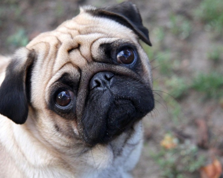 Злая собака чихуахуа