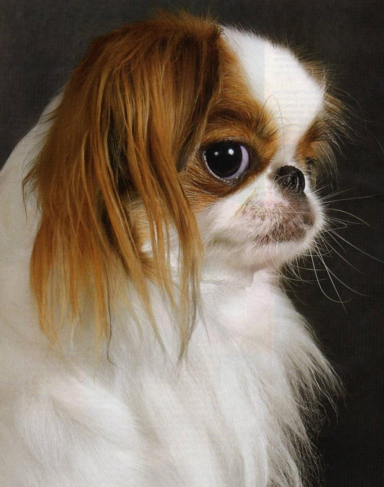 Гибрид чихуахуа