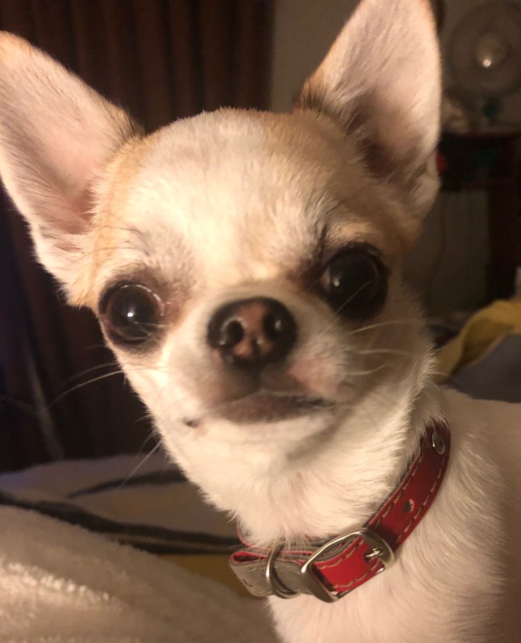 Кавалер Кинг Чарльз спаниель щенки