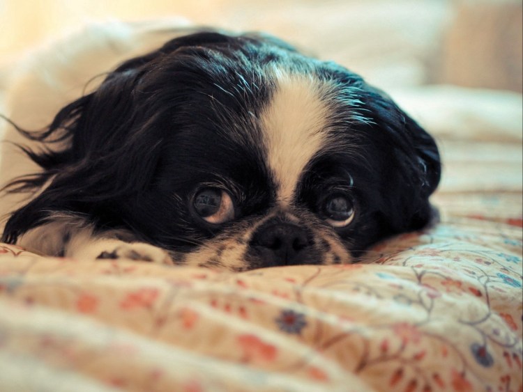 Чихуахуа пучеглазые длинношерстные