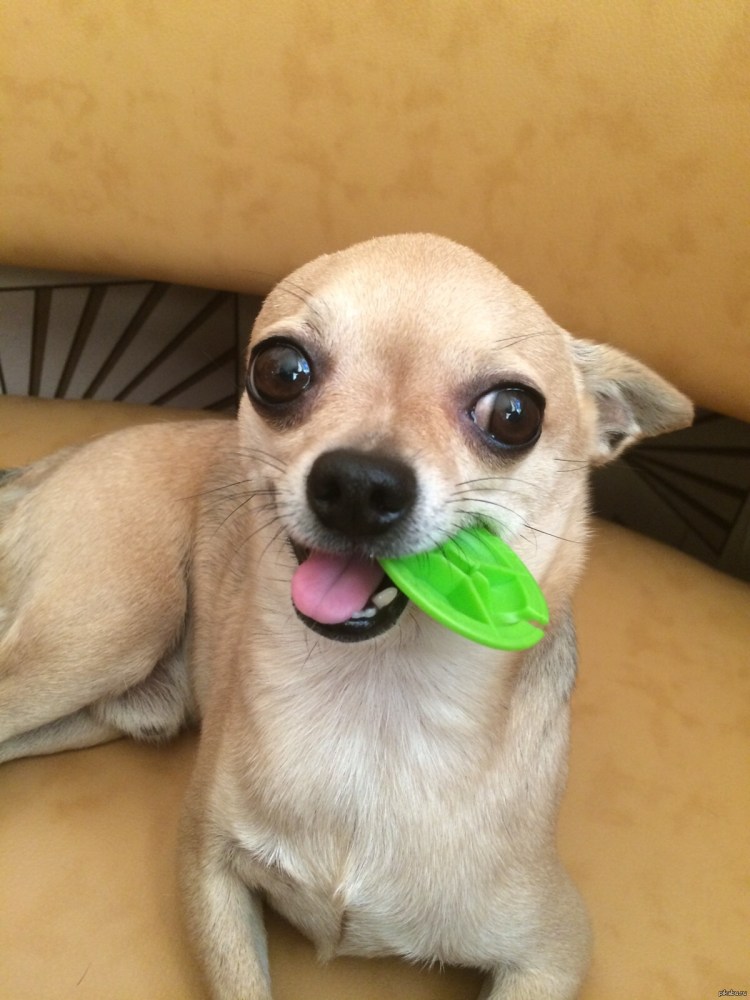 Лысые чихуахуа фото