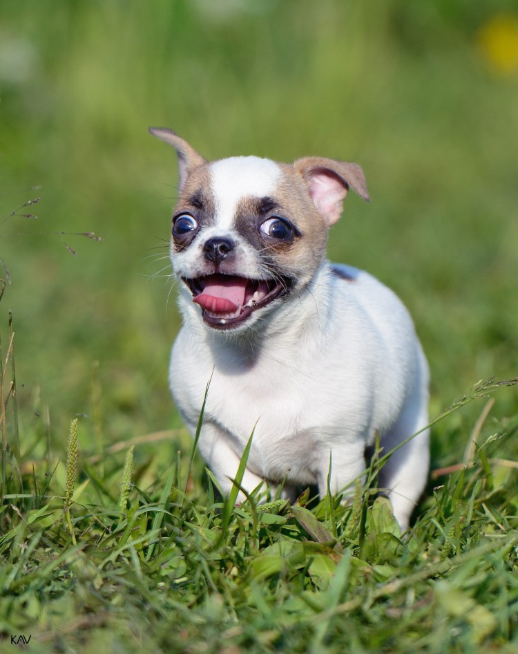 Чихуа Хуа Анастасия