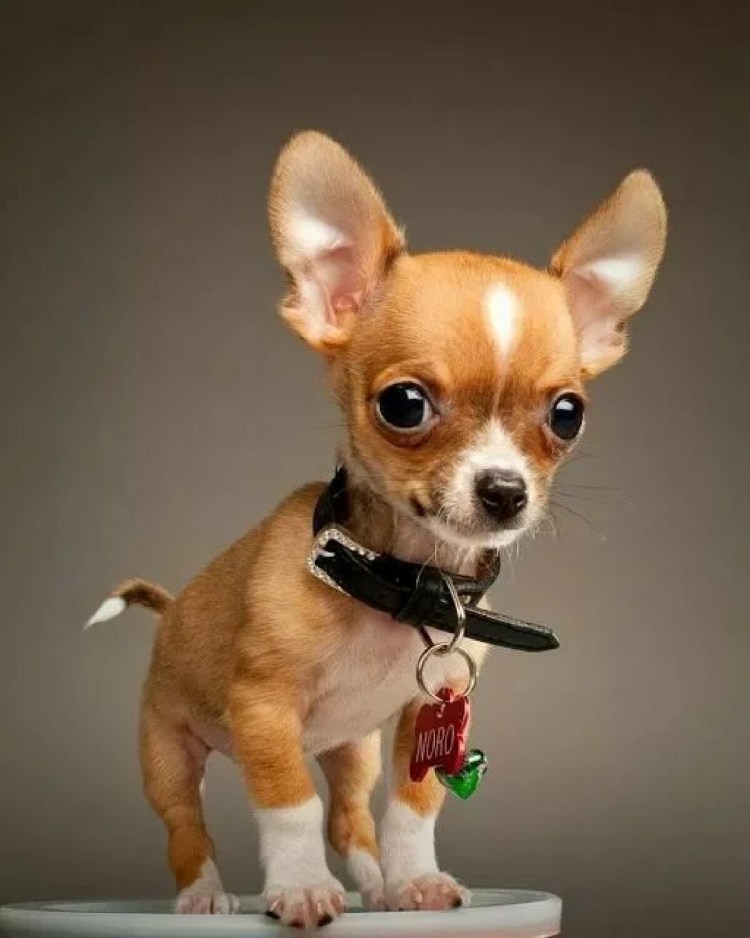 Японский Хин