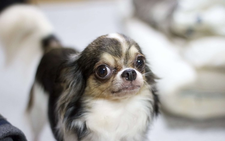 Брюссельский гриффон