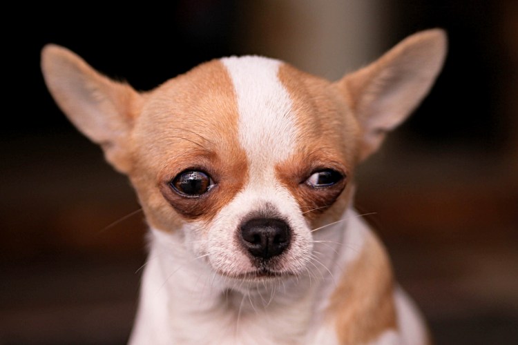 Чихуахуа мини злая