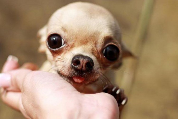 Ксолоитцкуинтли и чихуахуа