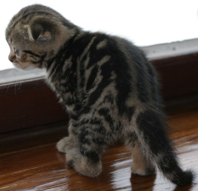 Скоттиш фолд поинтовый