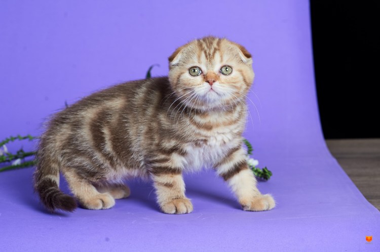 Шотландский скоттиш циннамон