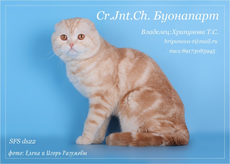 Скоттиш фолд шоколадный мрамор