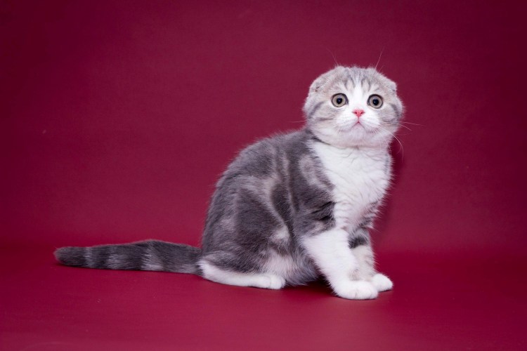 Скоттиш-фолд Шотландская вислоухая