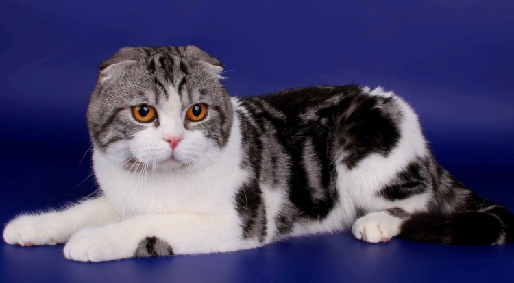 Мраморный табби шотландцы вислоухие