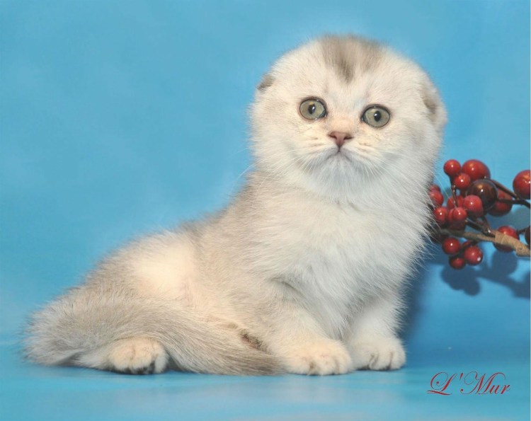 Шотландская вислоухая кошка мраморная