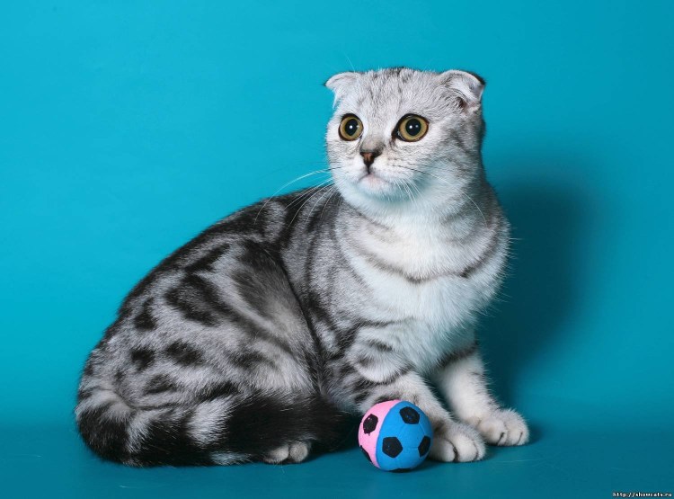 Шотландская вислоухая редкий окрас