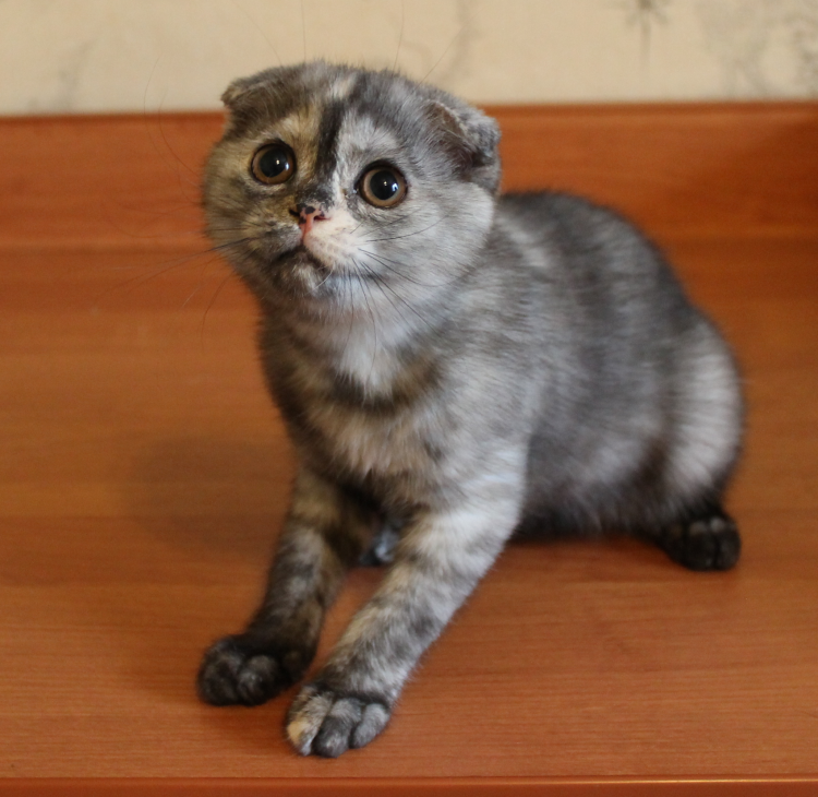 Шотландская вислоухая кошка окрасы