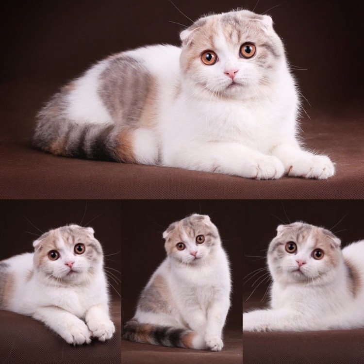 Вислоухий котёнок светлый шотландский