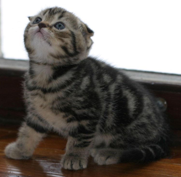 Шотландская кошка прямоухая мраморная