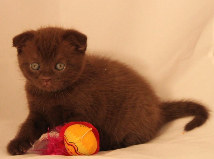 Шотландец на коричневом фоне вислоухий