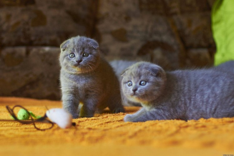 Шотландский кот вислоухий коричнево серый