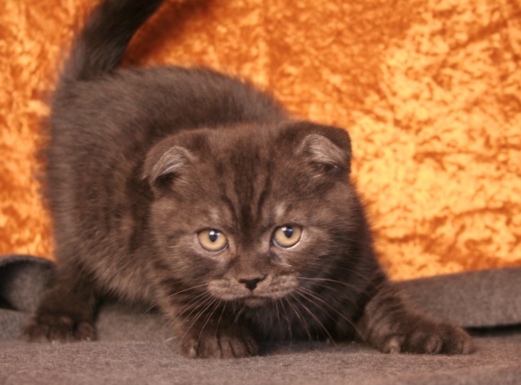 Котята скоттиш фолд шоколадные