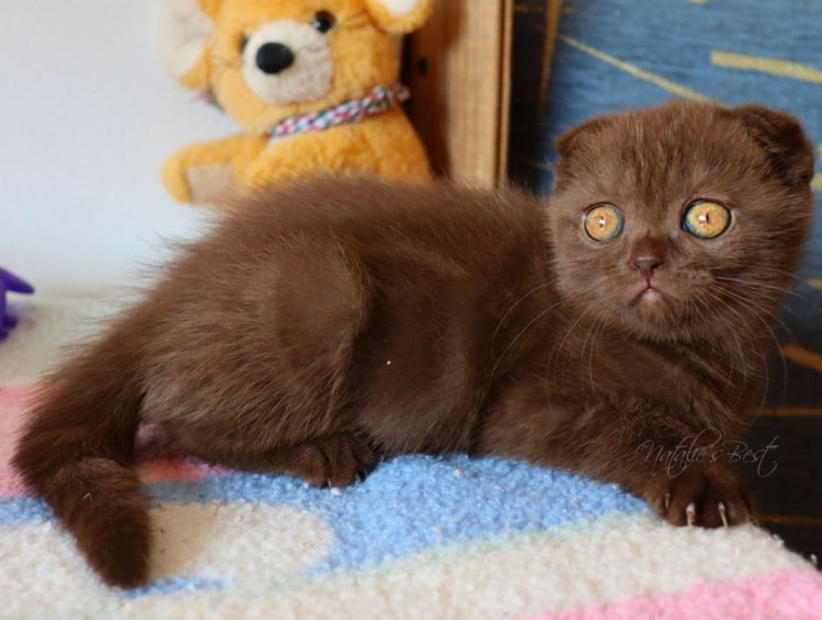 Шотландская шоколадная кошка