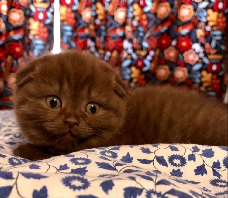 Русская вислоухая кошка