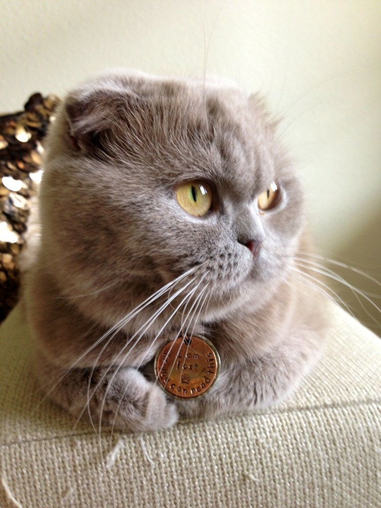 Шотландская вислоухая табби Браун