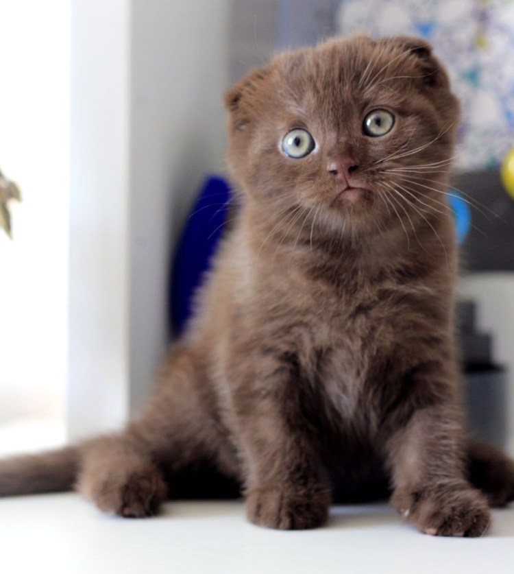 Скоттиш фолд экзот