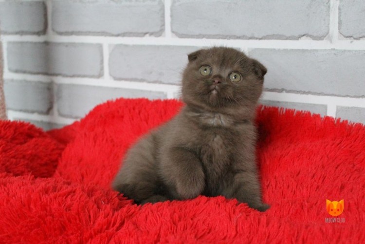 Кот шотландец вислоухий шоколад