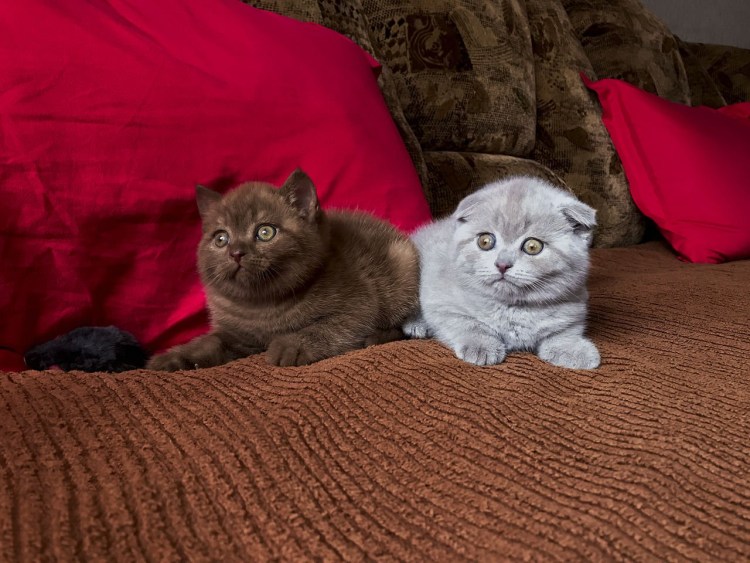 Хайленд фолд окрас шоколад