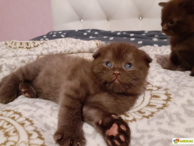 Кот шотландский вислоухий циннамон