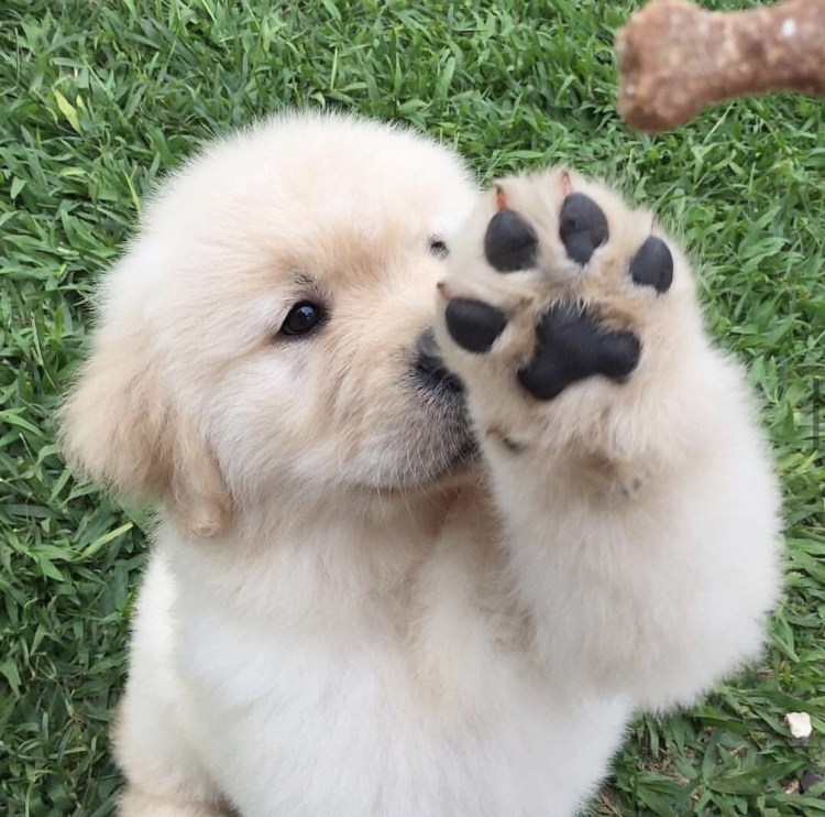 Милые щенки