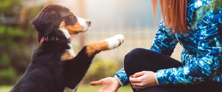 Собака дает лапу