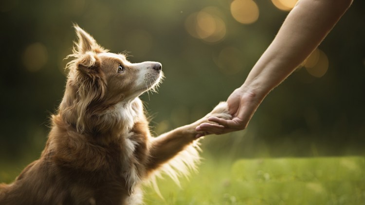 Собака и человек Дружба