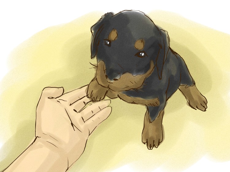 Овчарка дает лапу