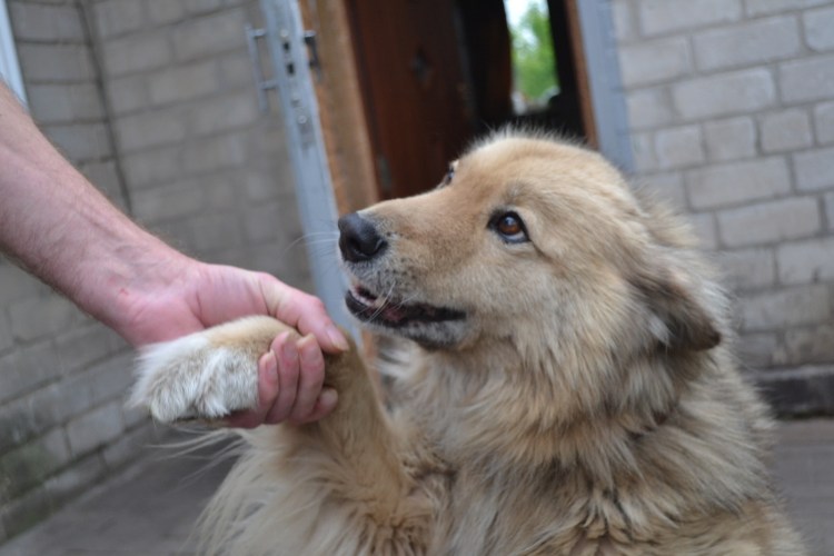 Дай лапу друг