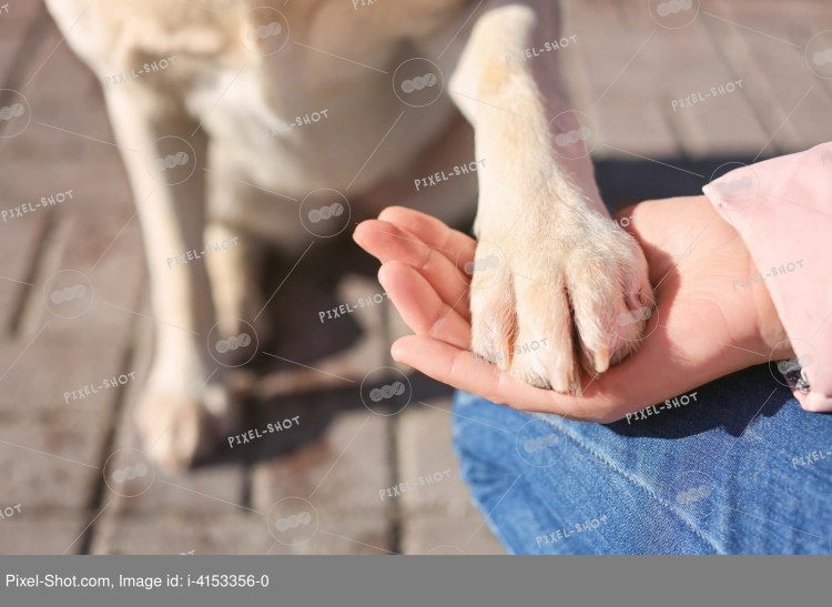 Собака подает лапу человеку