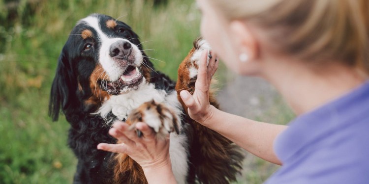 Команда дай пять для собак