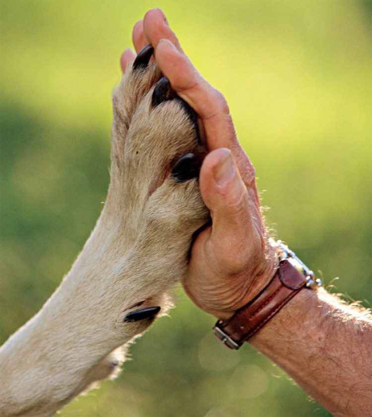 Собака друг человека